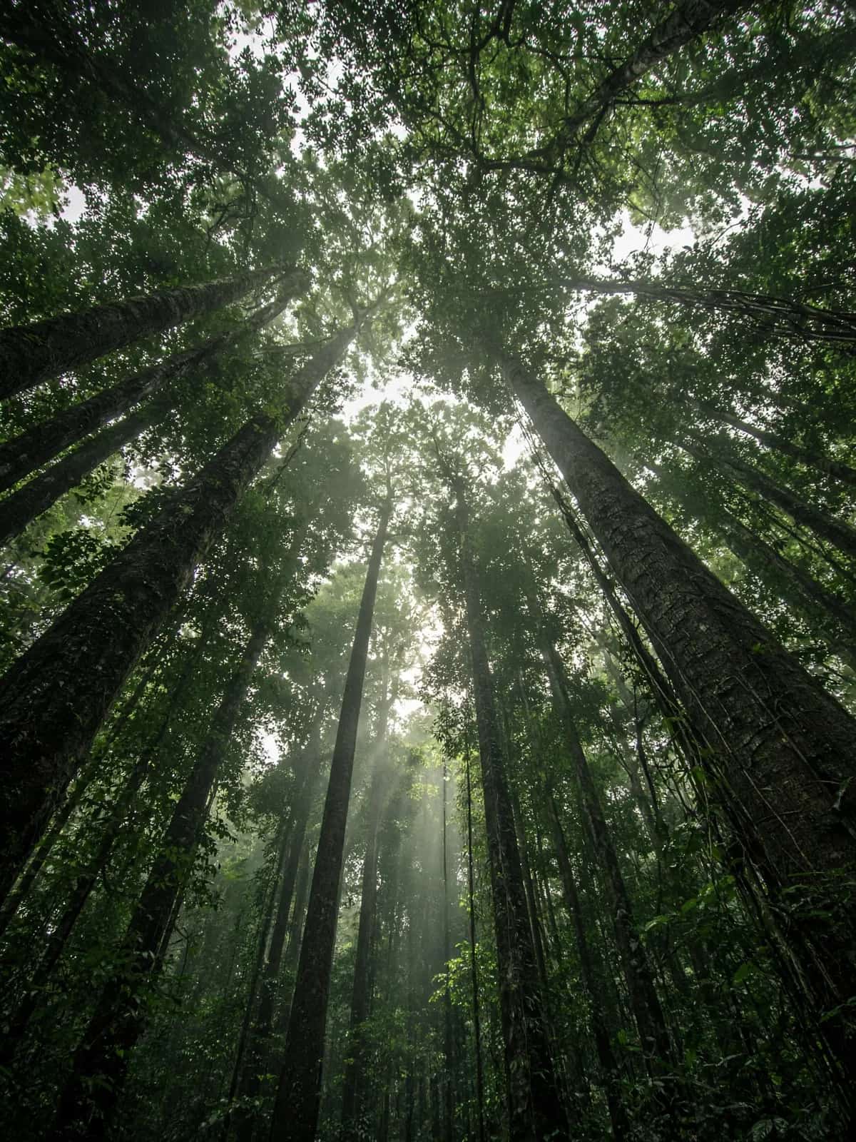 Native forest canopy seen from below, with light coming through the trees